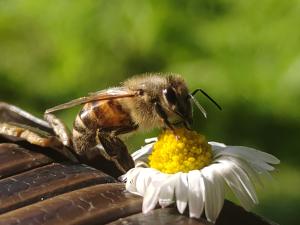 5_Maya-Le-Mahier_Jolie-abeille