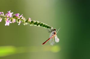 1_Corentin-Breart---Sympetrum-sanguineum